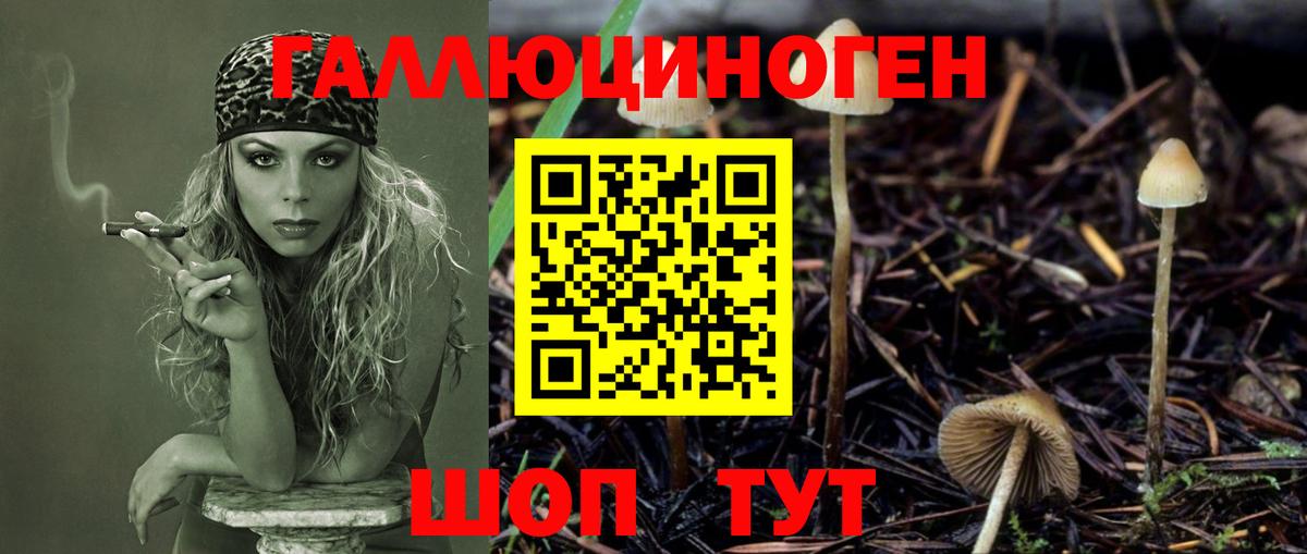 Галлюциногенные грибы прущие грибы  Псилоцибиновые грибы Cubensis  Вход с VPN  Гудермес 